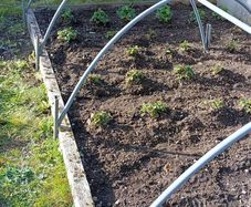 framing for plants