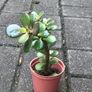 4 Feng Shui plant money plants Image 3