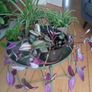 Indoor plants Image 2