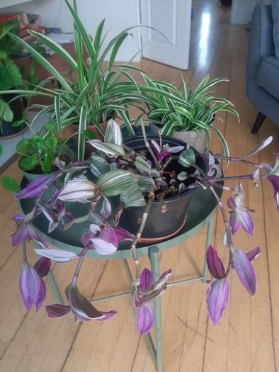 Indoor plants