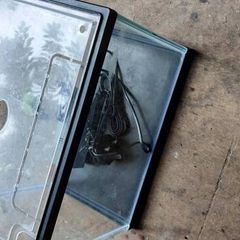 Fish tank
