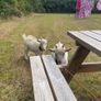Twin Male Pigmy Goats Image 2