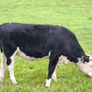 Cattle Image 7