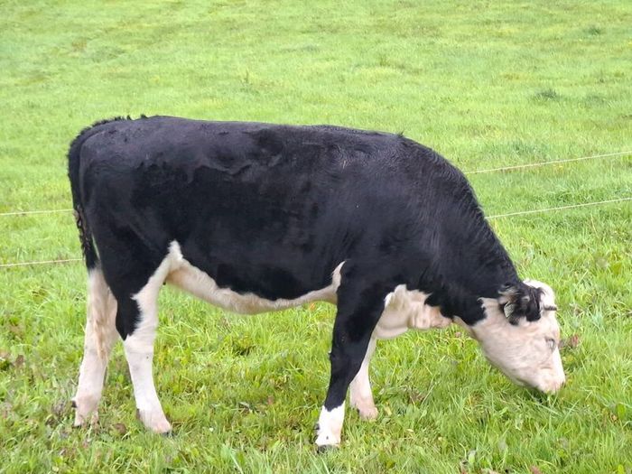 5 Heifers. 5 good condition heifers