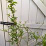 garden plants Image 2