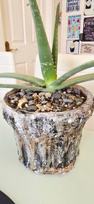 aloe vera