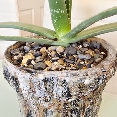 aloe vera