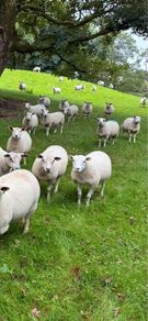 28 Hoggets strong Cross
