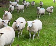 28 strong Hogget   Cross