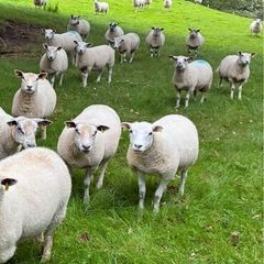 28 strong Hogget   Cross