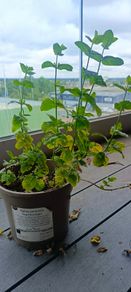 mint plant