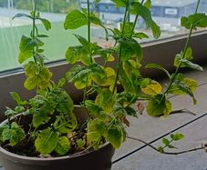 mint plant