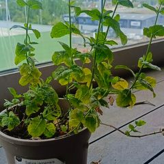 mint plant