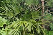 Chamaerops humilis dwarf fan palm