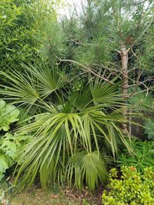 Chamaerops humilis dwarf fan palm