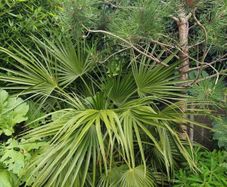 Chamaerops humilis dwarf fan palm