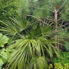 Chamaerops humilis dwarf fan palm