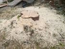Cut down tree/Garden clearance Image 10