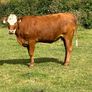 5 star heifer and heifer calf Image 8