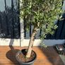 Olive Tree / Olea europaea Image 2