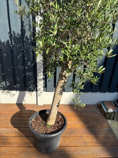 Olive Tree / Olea europaea