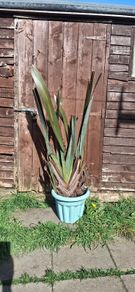 Large plants for sale