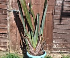 Large plants for sale
