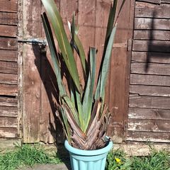 Large plants for sale