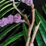 Beautiful Artificial Flower from Avoca NEW! Image 7