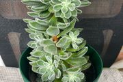 Succulent flower plant