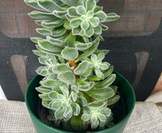 Succulent flower plant