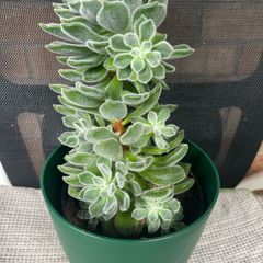 Succulent flower plant