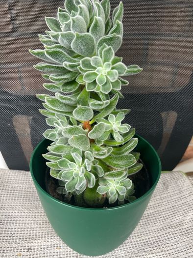 Succulent flower plant