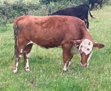 Hereford heifers and bullocks