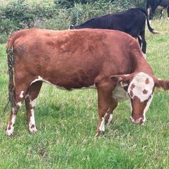 Hereford heifers and bullocks