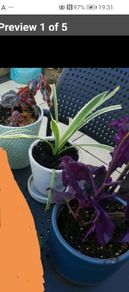 House plants in ceramic pots