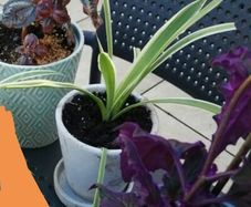 House plants in ceramic pots