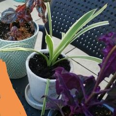 House plants in ceramic pots