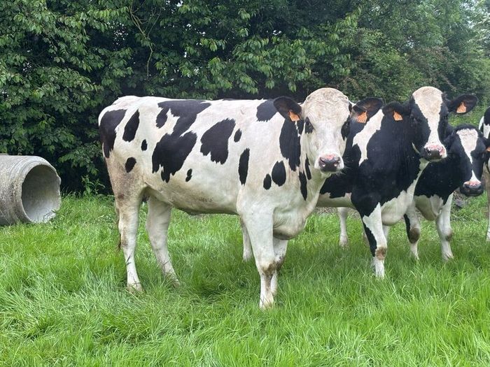 Autumn calving heifers for sale