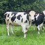 Autumn calving heifers for sale Image 4