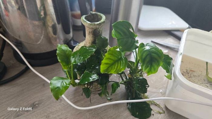 anubias plant and ornament
