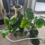 anubias plant and ornament Image 7