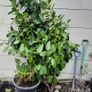 4 Laurel hedging Mature plants Image 2