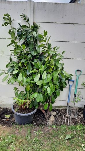 4 Laurel hedging Mature plants