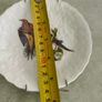 SET OF 2 HANGING PLATE Alfred Meakin Audubon Birds of America Teacup Saucer 5.75 Inches. Image 3