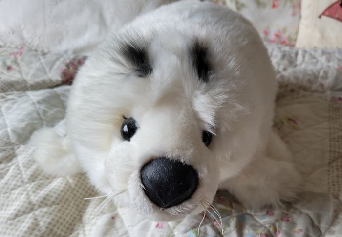 Lovely seal teddy bear