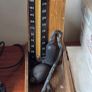 Medical collectables Image 10