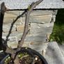 lemon tree Image 2