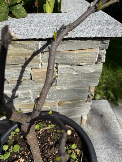 lemon tree