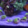 GSP Marine Coral Image 4